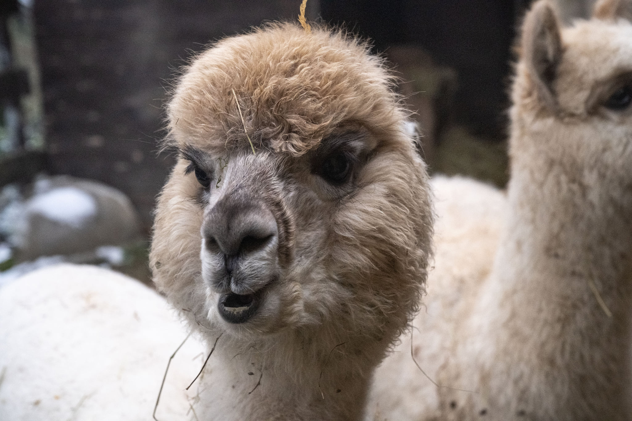Alpaca…. sotto le stelle!