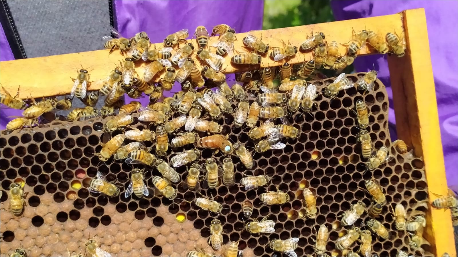 Una normale giornata delle api