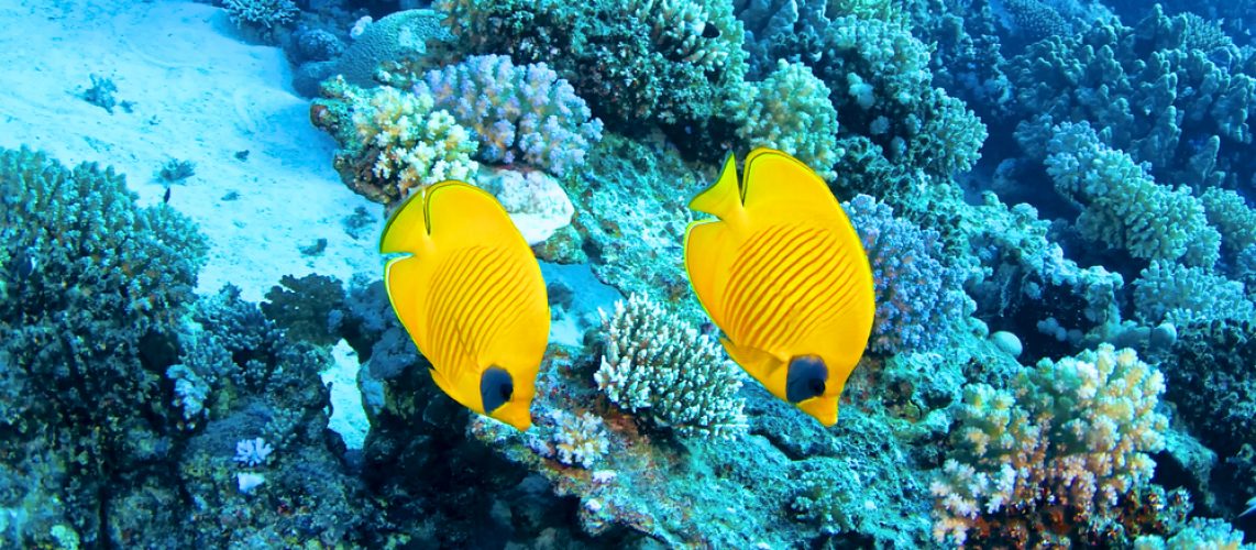 Per restare a galla…