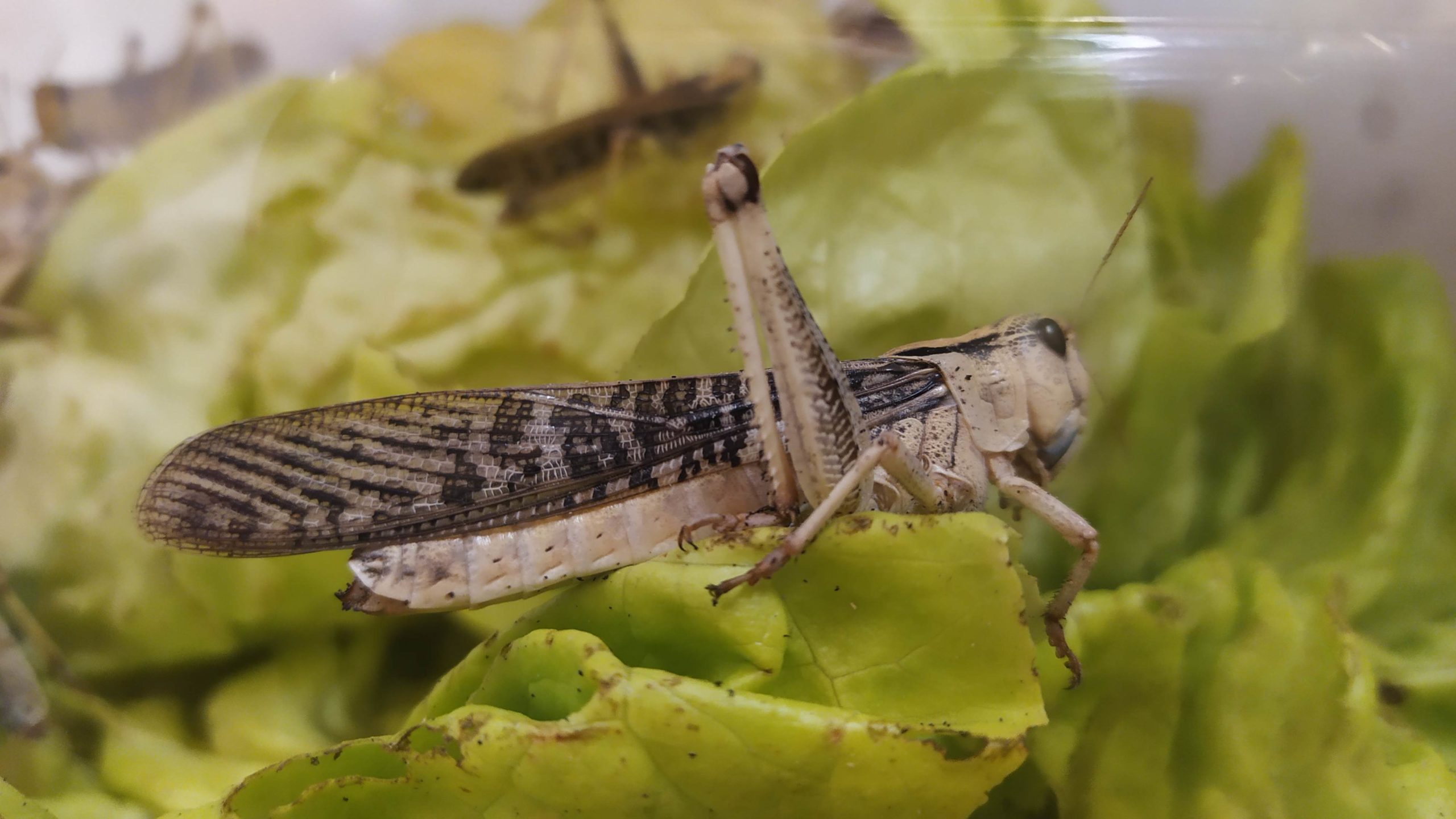 Insetti amici o nemici?