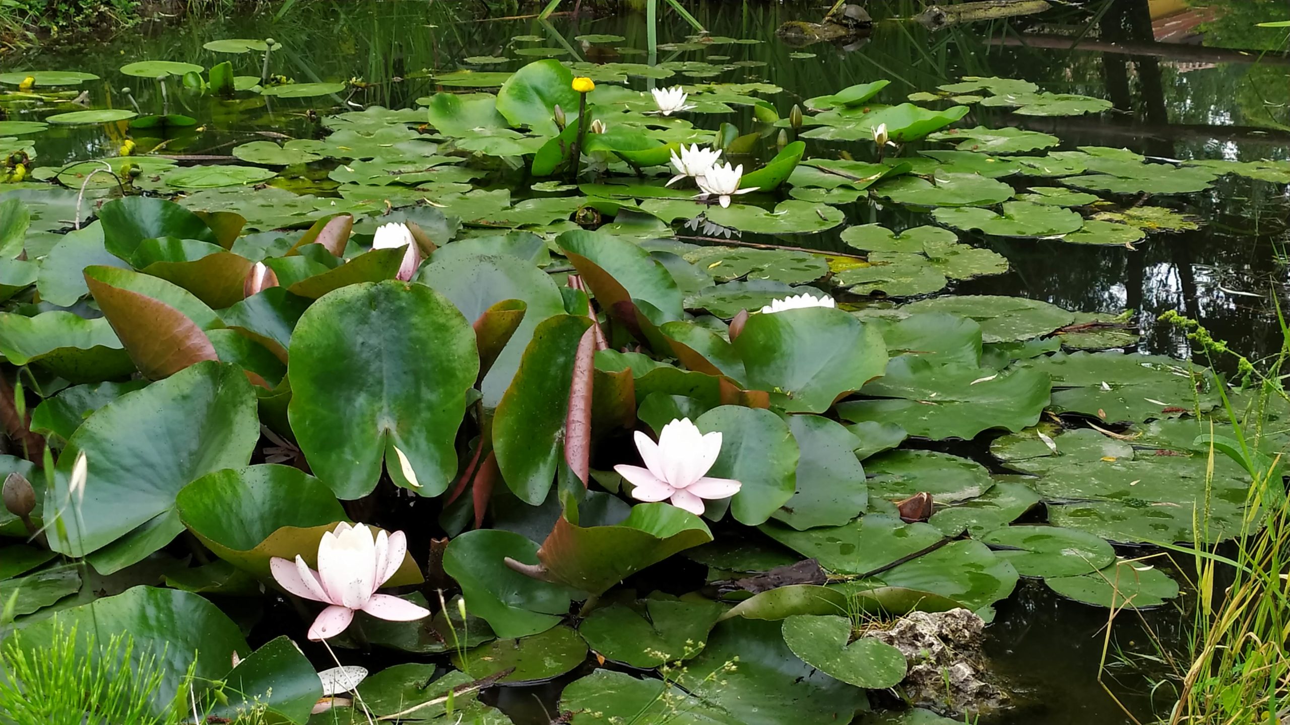 Festa dell’Ambiente