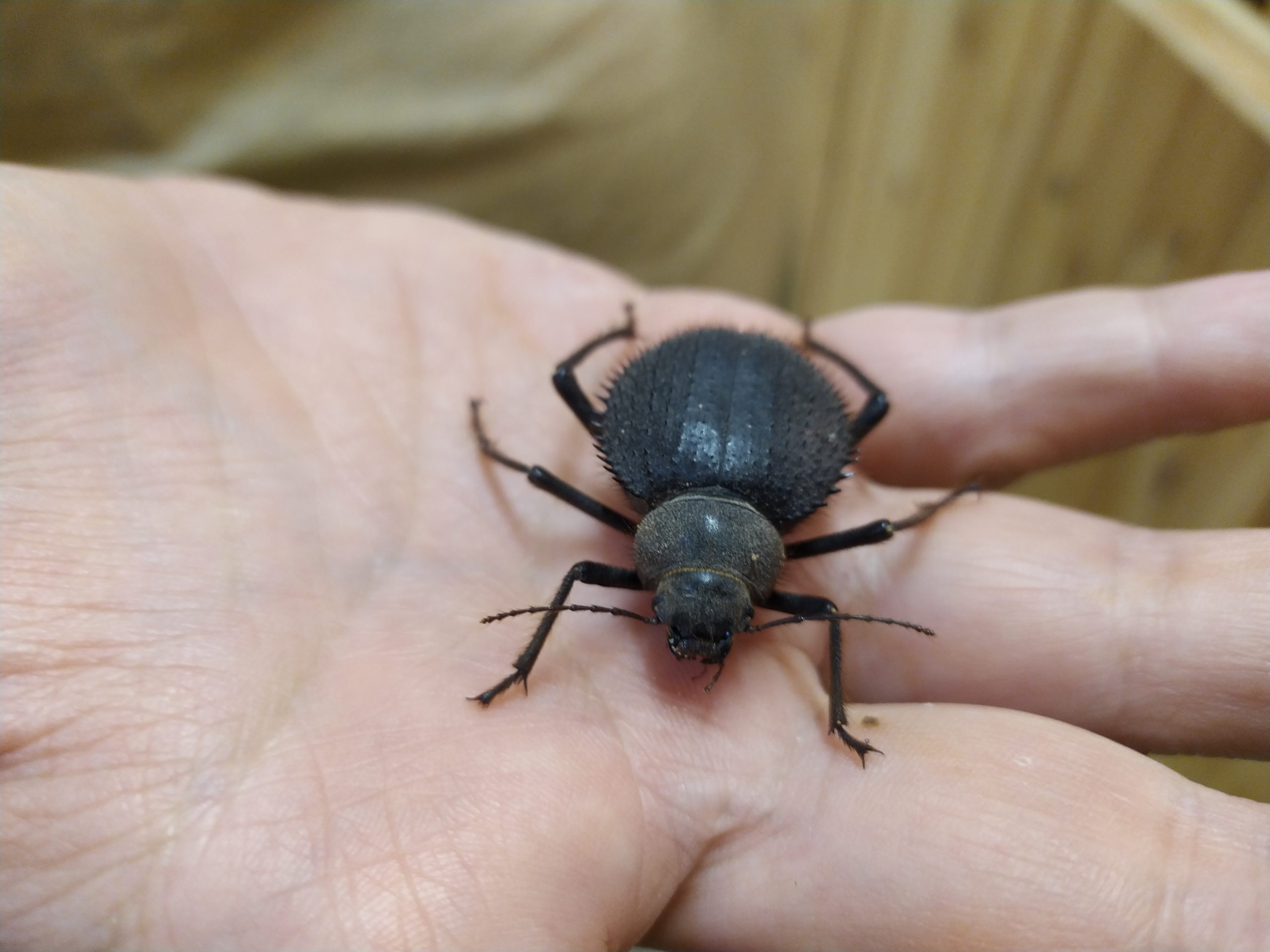 Insetti… da Paura! Speciale Halloween