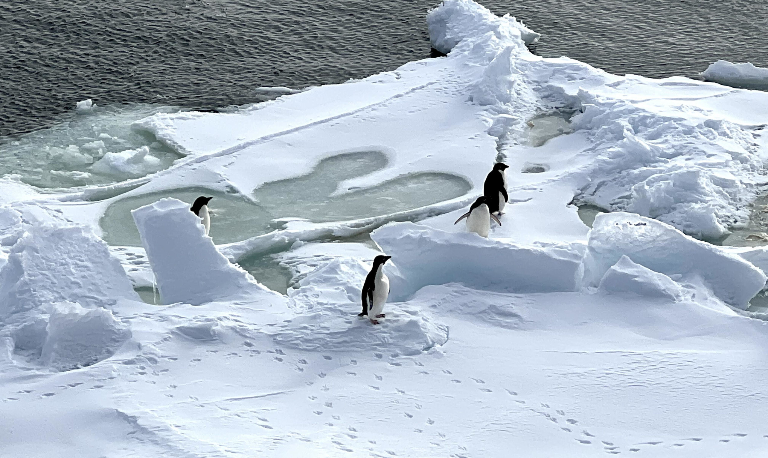 Conferenza on line: “Antartide, archivio e motore del clima terrestre”