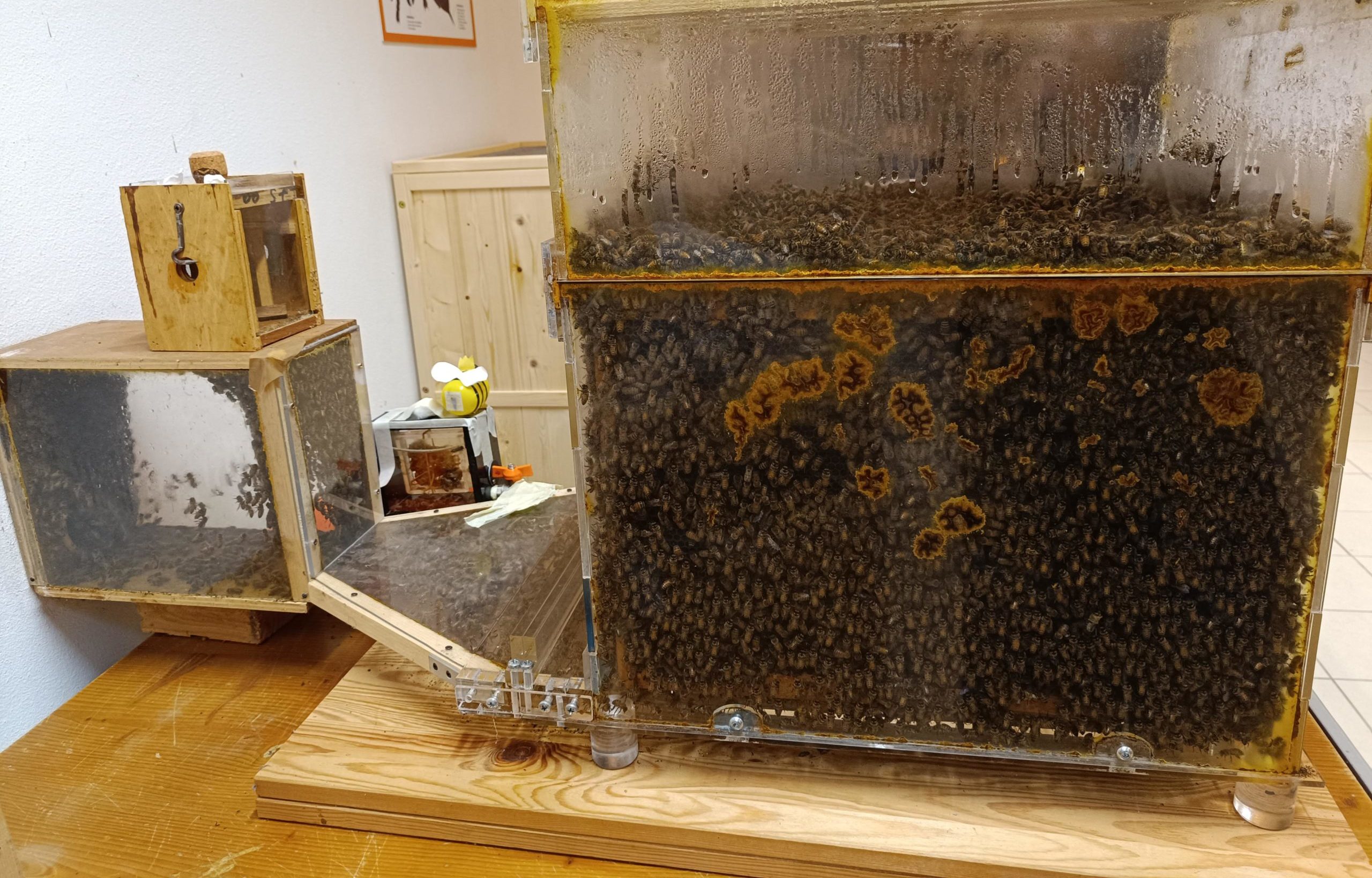 Insieme come insetti!