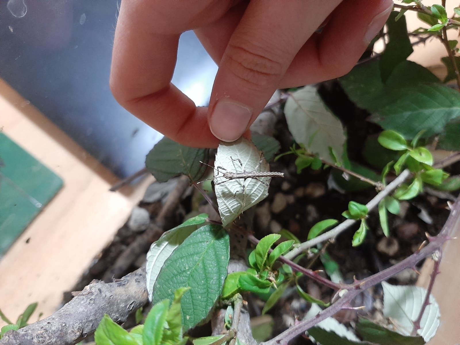 EntoMODENA – Piccoli artisti, grandi scienziati