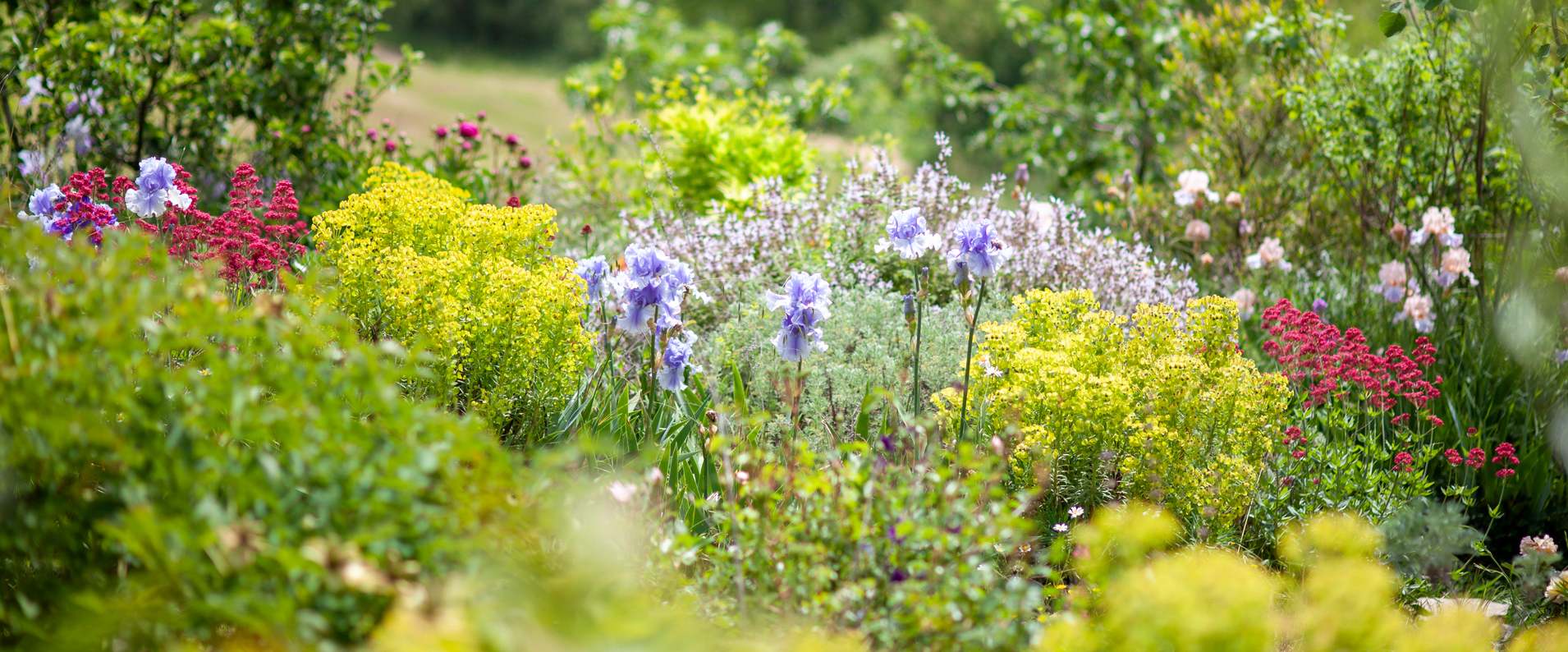 Tra foglie e scienza: il mondo botanico di Bertoloni