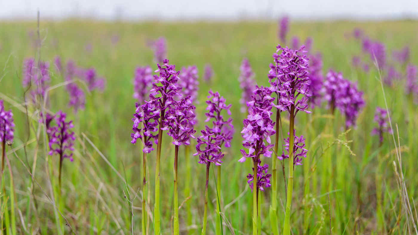 Corso WWF: Orchidee spontanee