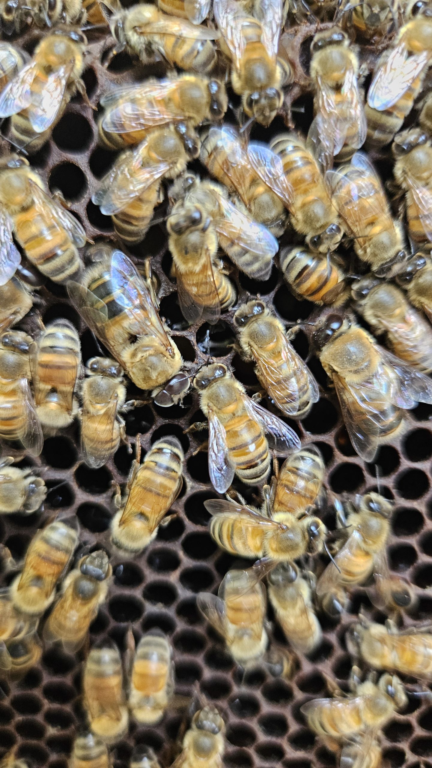 Bee-Experience: dall’alveare alla merenda