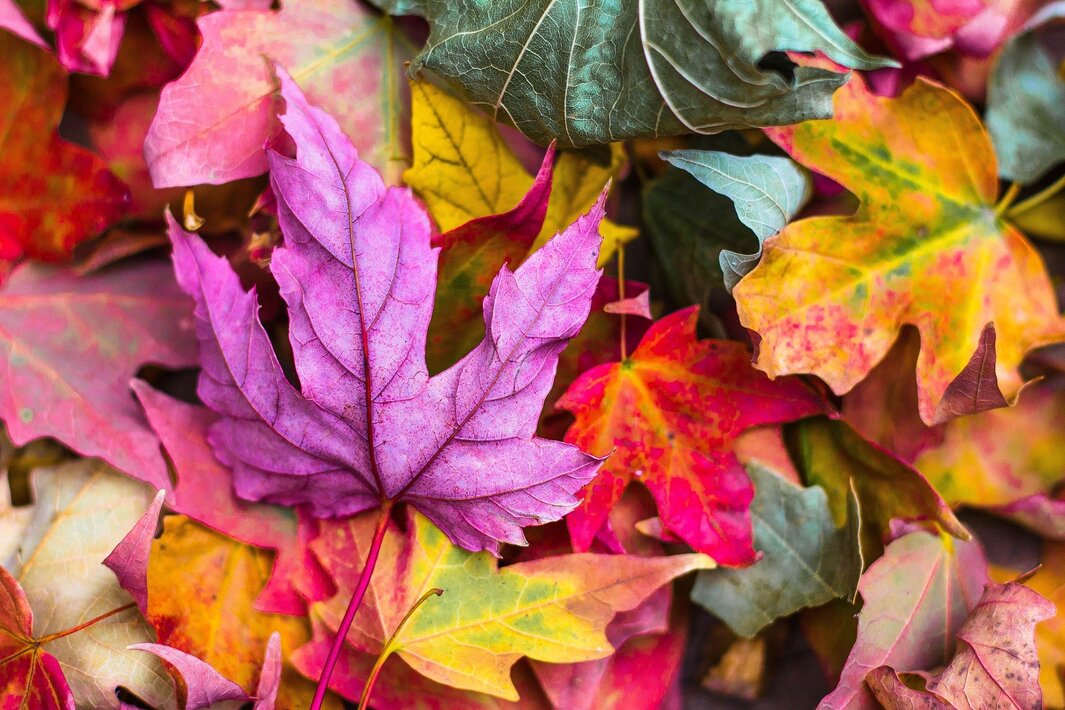 La natura si tinge di rosso!